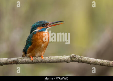 Eisvogel-Weibchen Stockfoto