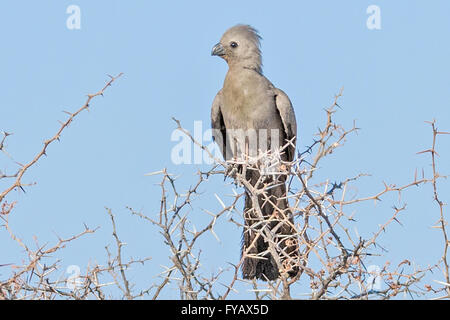 Grauer Wegvogel, Corythaixoides concolor, alias grey lourie, graue Loerie, sitzend auf Akazie, Etosha National Park, Namibia Stockfoto