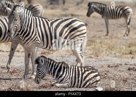 Plain's Zebra, Burchells Rasse, Mutter und Fohlen, Etosha National Park, Namibia Stockfoto