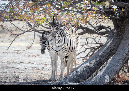 Plain's Zebra, Burchells Rasse, Mutter und Fohlen, Etosha National Park, Namibia Stockfoto