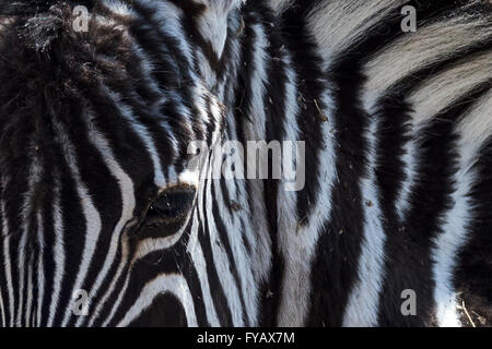 Plains Zebra, Burchells Rasse, Fohlen - Auge, Etosha Nationalpark, Namibia Stockfoto