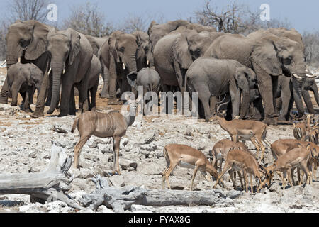 Szenen um Wasserloch, Elefanten, weibliche Kudu, schwarz gesichtes Impala, Etosha National Park, Namibia Stockfoto