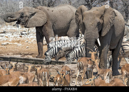 Szenen um Wasserloch, Elefanten, Ebenen Zebra, Burchells Rasse, schwarz gesichtige Impala, Etosha Nationalpark, Namibia Stockfoto