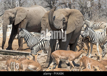 Szenen um Wasserloch, Elefanten vor Impala abschwärzen, Plains Zebra, Burchells Rasse, schwarz gesichtes Impala, Etosha Nationalpark, Namibia Stockfoto