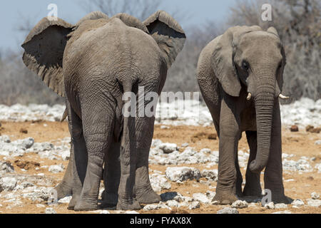 Elefanten Erwachsene weibliche Kühlung mit ohrausbreitenden & juvenile, Wasserloch, Etosha National Park, Namibia Stockfoto