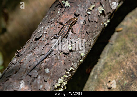 Südöstlichen fünf Reihen Skink im Francis Beidler Forest Audubon Wildlife Sanctuary in vier Löcher Sumpf in der Nähe von Harleyville, South Carolina. Stockfoto