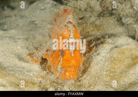 Sommersprossige Seeteufel, Antennatus Coccineus bei Chowder Bay, Clifton Gardens, New-South.Wales, Australien. Tiefe: 3,9 m. Stockfoto