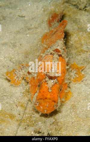 Sommersprossige Seeteufel, Antennatus Coccineus bei Chowder Bay, Clifton Gardens, New-South.Wales, Australien. Tiefe: 3,7 m. Stockfoto