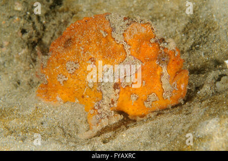 Sommersprossige Seeteufel, Antennatus Coccineus bei Chowder Bay, Clifton Gardens, New-South.Wales, Australien. Tiefe: 3,8 m. Stockfoto