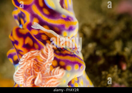 Kaiser Shrimp, Zenopontonia rex, über Nudibranch, Miamira flavicostata, in Kurnell, New South Wales, Australien. Stockfoto