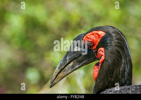 Südliche Hornrabe im Krüger-Nationalpark, Südafrika; Specie Bucorvus Leadbeateri Familie Bucerotidae Stockfoto