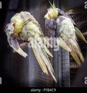 Nymphensittiche. Nymphicus Hollandicusj auf einem Hochsitz, putzen, Abington Park Voliere. Stockfoto