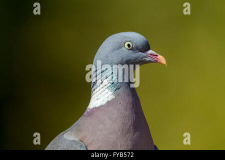 Ringeltaube Columba Palumbus (Columbvidae). Stockfoto