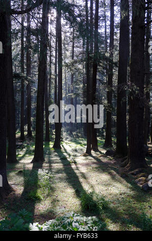 Pinienwald, Manali, Himachal Pradesh, Indien. Stockfoto