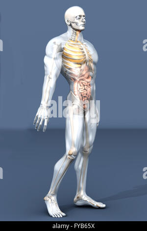 3D Visualisierung der menschlichen Anatomie. Die inneren Organe in einem halb transparenten männlichen Körper. Stockfoto