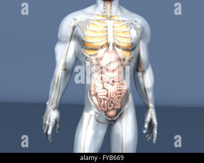 3D Visualisierung der menschlichen Anatomie. Die inneren Organe in einem halb transparenten männlichen Körper. Stockfoto