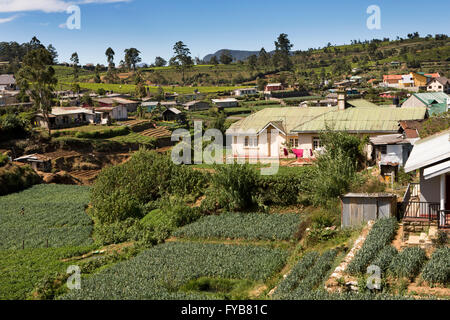 Sri Lanka, Nuwara Eliya, kultiviert intensiv Pflanzen wachsen auf landwirtschaftlichen Flächen Stockfoto