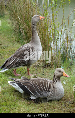 Henlow, Bedfordshire, UK. 24. April 2016. Die erste Graugans (Anser Anser) Gänsel der Saison sind hier an Henlow Brücke Seen in Bedfordshire zu sehen. Die Küken sind unter den Fittichen von Erwachsenen bergende. Bildnachweis: Mick Flynn/Alamy Live-Nachrichten Stockfoto