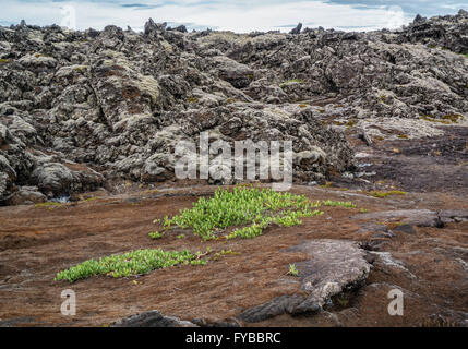 Reykjanes Halbinsel, Süd-West Island, Island. 5. August 2015. Felder von vulkanischem Geröll und Felsen, mit Flecken von grünem Moos in einem Lavafeld in der Nähe von GrindavÃk auf der Halbinsel Reykjanes, südwestlichen Island, wo Tourismus ist ein wachsender Sektor der Wirtschaft geworden. © Arnold Drapkin/ZUMA Draht/Alamy Live-Nachrichten Stockfoto