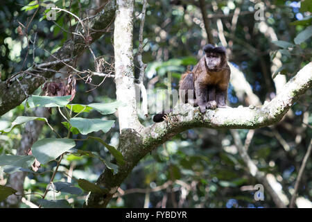 Sao Paulo, Brasilien. 24. April 2016. Schwarz-horned Kapuziner (Sapajus nigritus), auch bekannt als Schwarze Kapuziner, Crested schwarze Kapuziner, 'Macaco - prego, Mico' auf Ast ist während dieser sonnigen Tag im Parque Estadual da Cantareira (Cantareira State Park), Sao Paulo, Brasilien gesehen. Credit: Andre M. Chang/ARDUOPRESS/Alamy leben Nachrichten Stockfoto