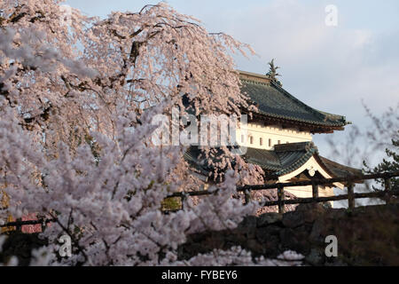 Hirosaki Schloss sieht man hinter einem Hirosaki Shidare weinend Kirschblüten in Hirosaki Park in Hirosaki, Präfektur Aomori, Japan, 23. April 2016. Hirosaki Park zählt mit über 2600 Kirschbäumen Japans beliebtestes Reiseziel für Kirsche anzeigen. © Yuriko Nakao/AFLO/Alamy Live-Nachrichten Stockfoto