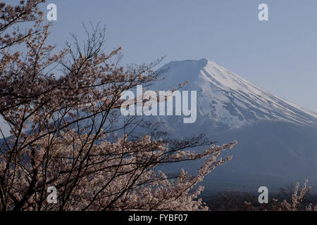 Mt. Fuji ist als Kirschblüten blühen am Arakura Sengen Schrein am 15. April 2016, in Stadt Fujiyoshida, Yamanashi-Präfektur, Japan gesehen. © Yuriko Nakao/AFLO/Alamy Live-Nachrichten Stockfoto