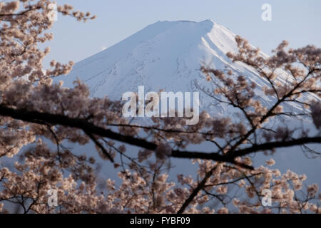 Mt. Fuji ist als Kirschblüten blühen am Arakura Sengen Schrein am 15. April 2016, in Stadt Fujiyoshida, Yamanashi-Präfektur, Japan gesehen. © Yuriko Nakao/AFLO/Alamy Live-Nachrichten Stockfoto