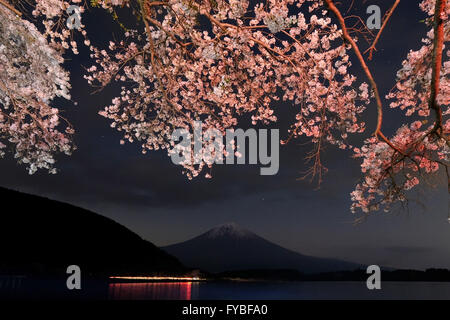 Kirschblüten blühen wie Mt. Fuji vorbei an See Tanuki oder Tanuki-Ko, am 16. April 2016, in Fujinomiya City, Präfektur Shizuoka, Japan gesehen wird. © Yuriko Nakao/AFLO/Alamy Live-Nachrichten Stockfoto