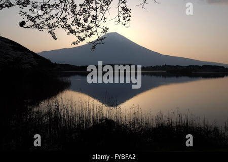 Kirschblüten blühen wie Mt. Fuji in Fujinomiya City, Präfektur Shizuoka, Japan auf See Tanuki oder Tanuki-Ko, am 16. April 2016, reflektiert wird. © Yuriko Nakao/AFLO/Alamy Live-Nachrichten Stockfoto