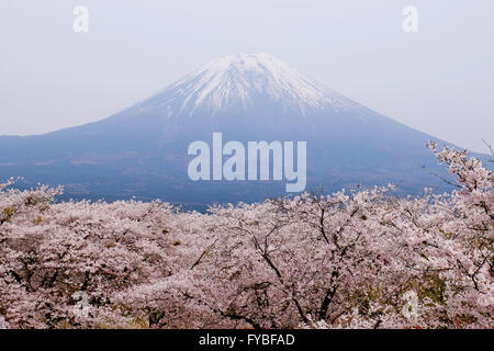 Mt. Fuji ist vorbei an Kirschblüten am 16. April 2016 in Fujinomiya City, Präfektur Shizuoka, Japan gesehen. © Yuriko Nakao/AFLO/Alamy Live-Nachrichten Stockfoto