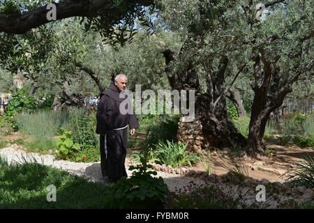 Jerusalem, USA. 16. April 2016. Ein Mönch wandelt unter Olivenbäumen am traditionellen Standort der Garten von Gethsemane, wo Jesus wird gedacht, um verhaftet wurden. Leben in Jerusalem, Israel und Palästina soll langsam zurück zu normalen Folgemonaten Angriffe in dem 28 Israelis und zwei Amerikaner von palästinensischen Angriffe, eine durch eine Bus-Bomben getötet wurden und mindestens 188 getöteten israelischen Feuer. © Jay Mallin/ZUMA Draht/Alamy Live-Nachrichten Stockfoto