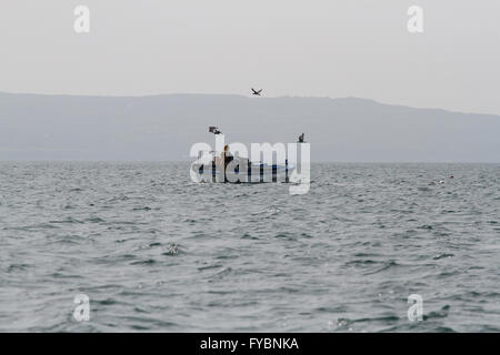 Fischer in Hummer-Boot am Roaring Water Bay, West Cork, Irland. Stockfoto