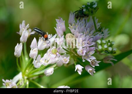 Allium spp.with Krabbenspinne Stockfoto