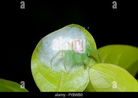 Blume oder Krabbenspinne (Lehtinelagia Evanida, ehemals Diaea Evanida), schützt ihren Eiern Sac, New-South.Wales, Australien Stockfoto