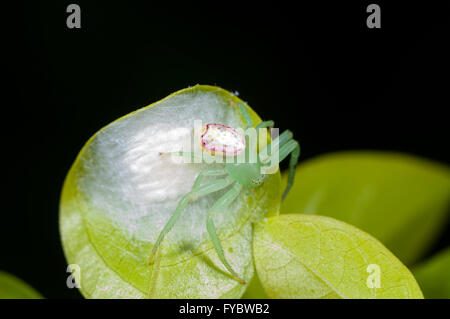 Blume oder Krabbenspinne (Lehtinelagia Evanida, ehemals Diaea Evanida), schützt ihren Eiern Sac, New-South.Wales, Australien Stockfoto