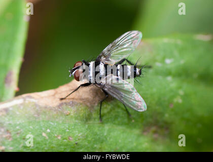 Australische Leafroller Tachinid (Trigonospila Brevifacies), New-South.Wales, Australien Stockfoto