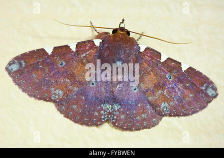 Saroba trimaculata Moth, Far North Queensland, Australien Stockfoto