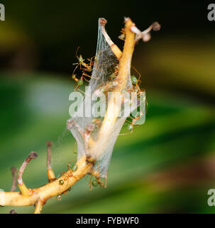 Grüner Baum Ameisen (Oecophylla Smaragdina) Nord-Queensland, Australien Stockfoto