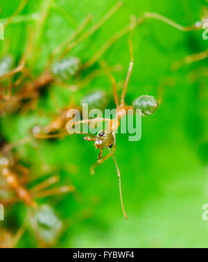 Grüner Baum Ant (Oecophylla Smaragdina) Northern Queensland, Australien Stockfoto