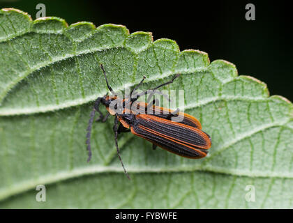 Lycid Käfer Paarung (Lycidae), New-South.Wales, Australien Stockfoto