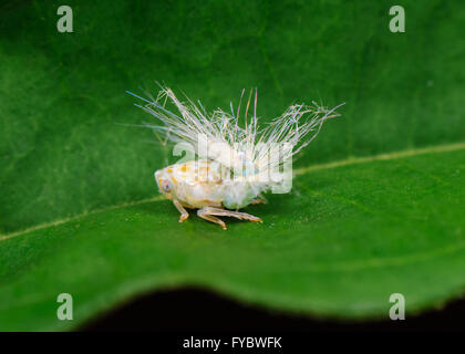 Planthopper Nymphe (Fulgoroidea), New-South.Wales, Australien Stockfoto