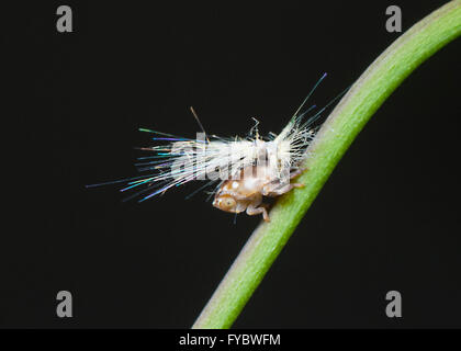 Planthopper Nymphe (Fulgoroidea), New-South.Wales, Australien Stockfoto