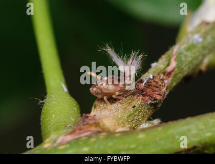 Planthopper Nymphe (Fulgoroidea), New-South.Wales, Australien Stockfoto