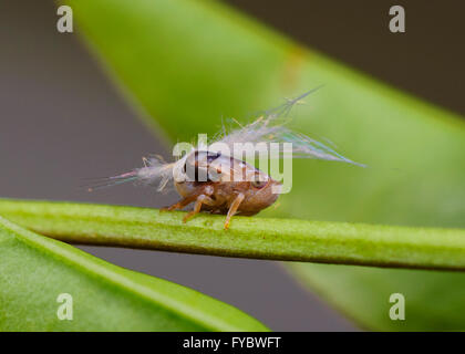 Planthopper Nymphe (Fulgoroidea), New-South.Wales, Australien Stockfoto