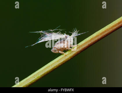 Planthopper Nymphe (Fulgoroidea), New-South.Wales, Australien Stockfoto