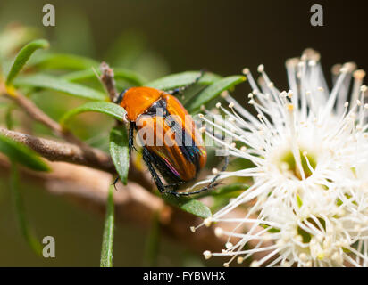 Skarabäus-Käfer (Scarabaeidae), New South Wales, Australia, New South Wales, Australien Stockfoto