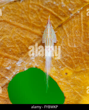 Flatid Planthopper Nymphe (Flatidae), Mt Annan, New-South.Wales, Australien Stockfoto