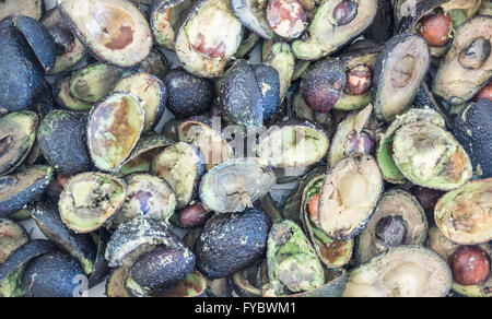 Schachtel mit über reife Avocados in Supermarkt Müll Hof. Essen Abfallkonzept Bild. Stockfoto