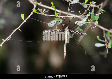 Kran-Fly oder Daddy-Long-Legs, Mt Annan, New South Wales, Australien Stockfoto