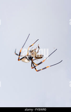 Golden Orb Web Spider (Nephila Plumipes), Mt Annan, New-South.Wales, Australien Stockfoto